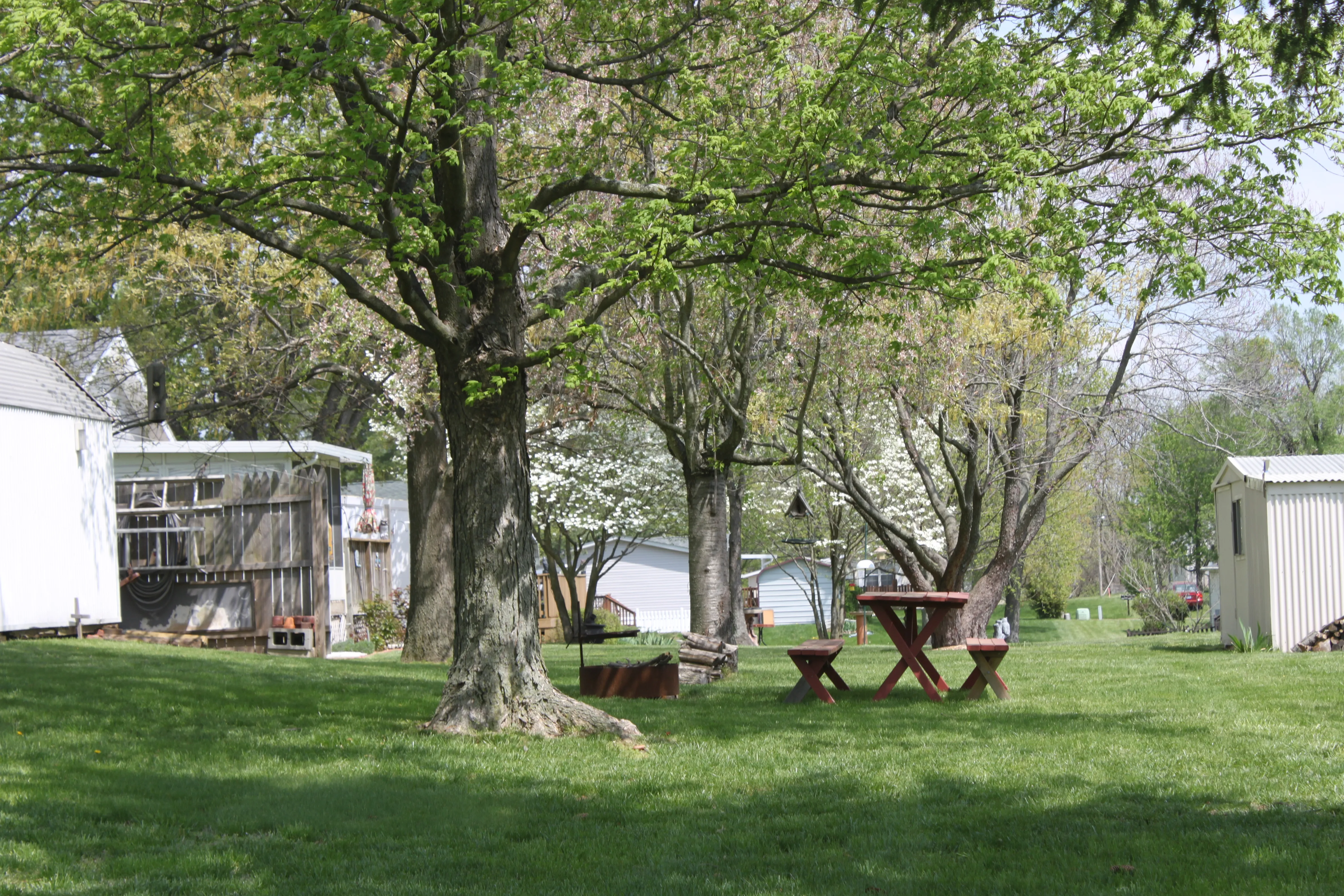 Green backyard with white trees
